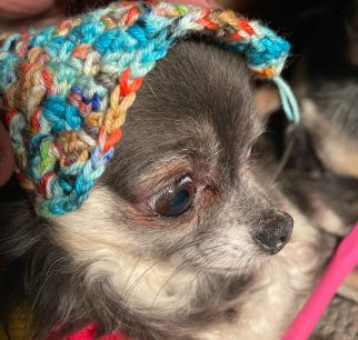 {{brizy_dc_image_alt imageSrc=