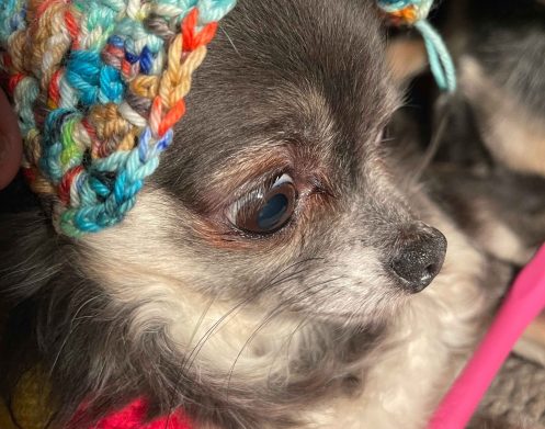 {{brizy_dc_image_alt imageSrc=