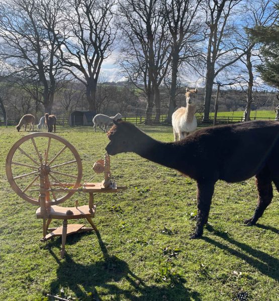 {{brizy_dc_image_alt imageSrc=