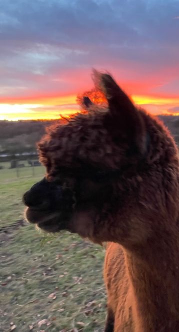 {{brizy_dc_image_alt imageSrc=